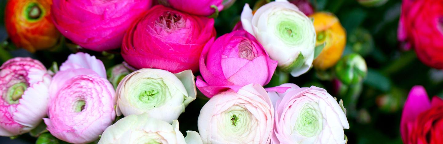 How To Grow & Care For Ranunculus In 5 Simple Steps